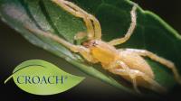 Croach Pest Control image 16